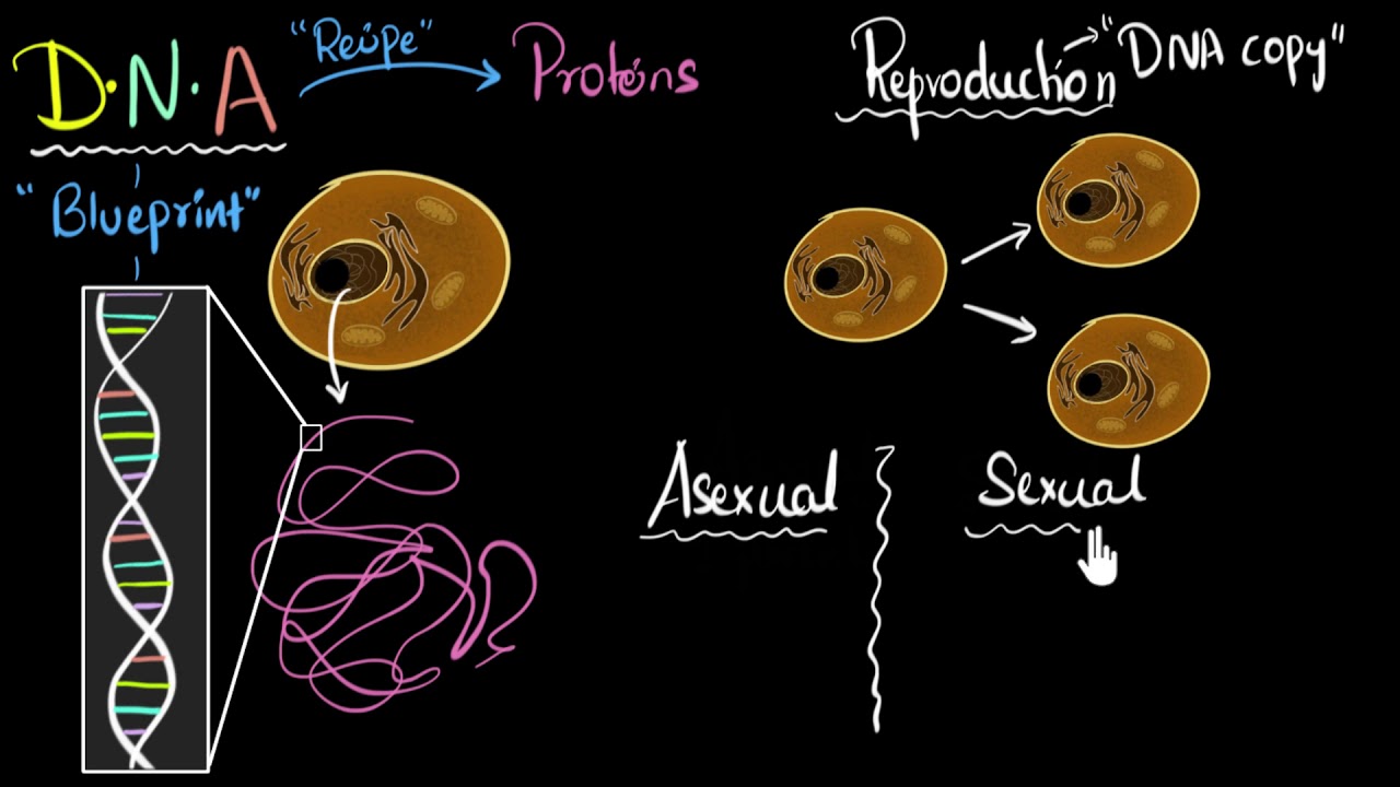 Reproduction, DNA, sexual & asexual | How do organisms reproduce | Biology | Khan Academy