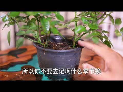 玫瑰花怎麼養