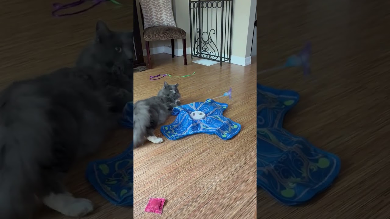 Enlarge Dapper, a ADOPTABLE Domestic Long Hair in Etobicoke, ON video 6/6