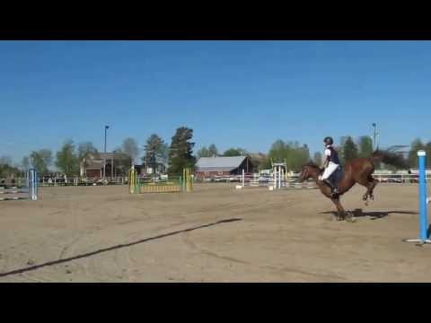 Chica ter Elzen (KONQUISTADOR VAN ORCHID'S x KANTJE'S FAHRAN) - Video 2 video thumbnail