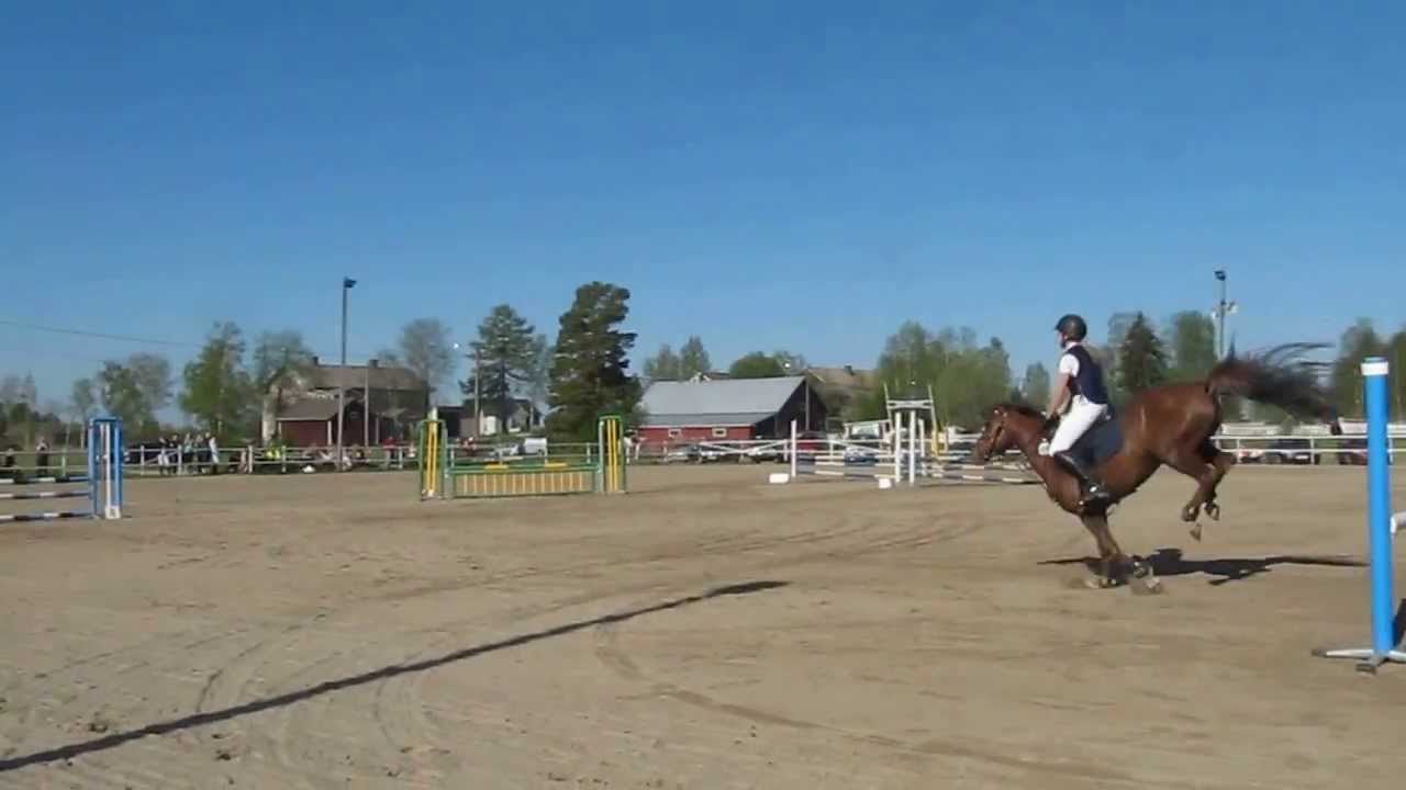 Chica ter Elzen (KONQUISTADOR VAN ORCHID'S x KANTJE'S FAHRAN) video 1