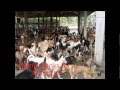 Anti Dog Meat Trade 