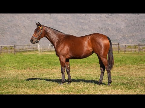 Lot 144 - Malmoos ex Perfect Tigress