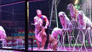 Demidov Circus " Big Cats Show "