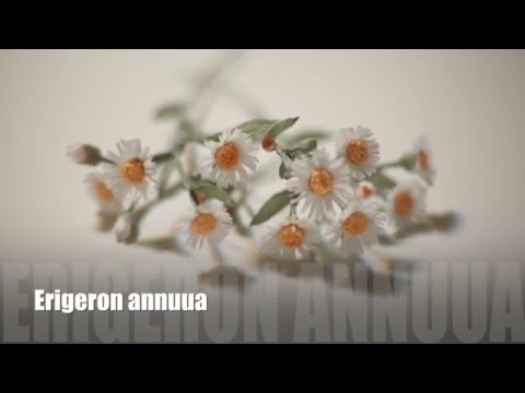 [EASY Tutorial]Wild flower_Erigeron annuus[Crepe paper flower]