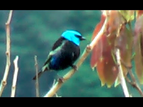 Tangara čistinová (Stilpnia cyanicollis) — video o speve a chove