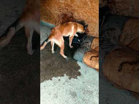 Malinois Welpe kaufen