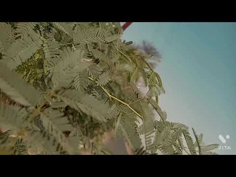 shyama malng se video status