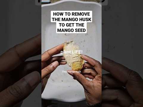 Get the MANGO SEED out of the MANGO HUSK and grow a MANGO TREE 🥭 – #gardening #gardeningtips