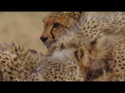 A Cheetahs Pride Season 1 Episode 2 | Struggle to Survive | New Documentary 2025
