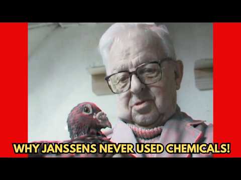 The Janssens Brothers’ Secret Elixir: How They Created the World’s Strongest Racing Pigeons