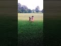 Ring Around The Rosie