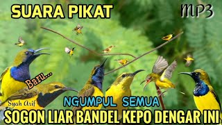 Download lagu Suara pikat sogon solusi buat sogon yang membandel lihat hasilnya 😱 mp3 Download lagu Suara pikat sogon solusi buat sogon yang membandel lihat hasilnya 😱 mp3