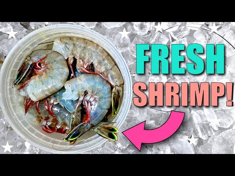 $100 of SHRIMP: How to Process & Freeze Fresh Shrimp for Best Quality (Expert Tips 2025)