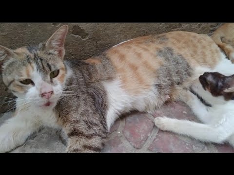Mom Cat Is Out Of Breath But Still Nursing Her Kittens