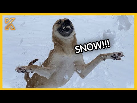 🦮 Dogs Reacting to First Snow ❄️ Try Not To Laugh🤣
