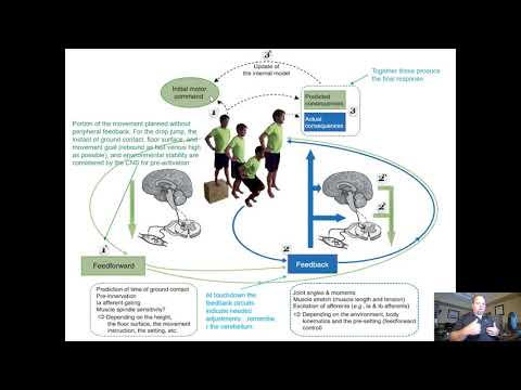 How Neurons Make Us Jump: The Neural Control of Stretch-Shortening Cycle Movements