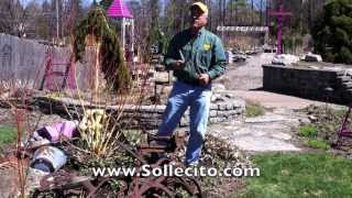 How To Tell If A Plant Is Alive or Dead