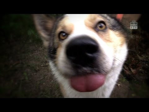 Darz Bór odc. 147 - Złajowisko 2015