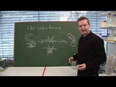 Kreidezeit 02: RNA-Interferenz