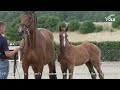 Cor D Levis HF V Cornet S Quaprice Colman Nabab De Reve