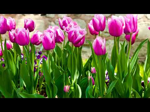 Milli Takım 2008  Sercan feat Levoe Mevcut   Türkiyem