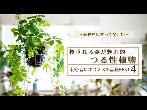 不利な条件でも生育するノーザンウォールつる植物をご存知ですか?あなただけのために厳選した5つをご紹介します。  庭園