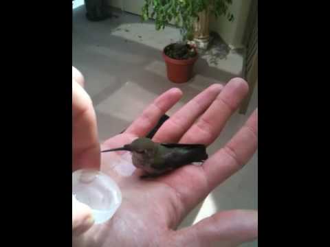 hummingbird