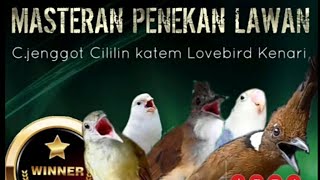 Download lagu cucak jenggot,cililin,kapas tembak,Lovebird,kenari MATERI KARAKTER TEGAS #adiCBC@CreatorBirdChanel mp3