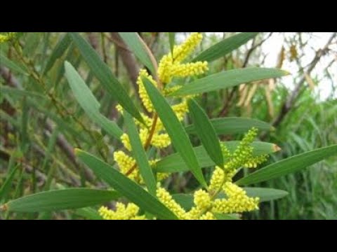 Acacia longifolia - Mimosa à longue feuille - Mimosa chenille : Plante méditeranéenne