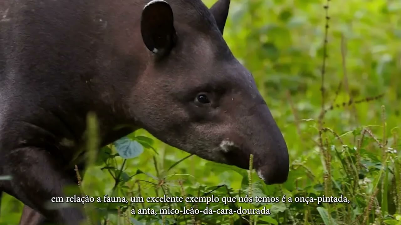 Mata atlântica: Diversidade e Conservação