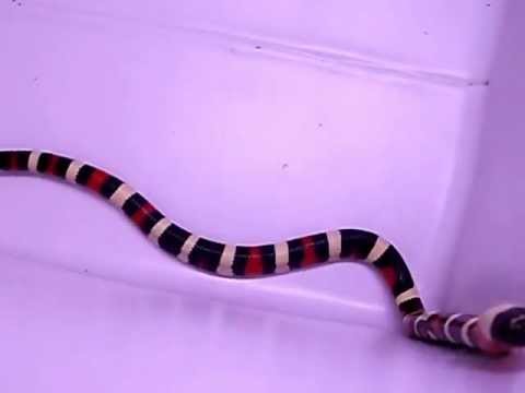 Pueblan Milksnake