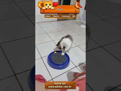Vídeo de Shelb