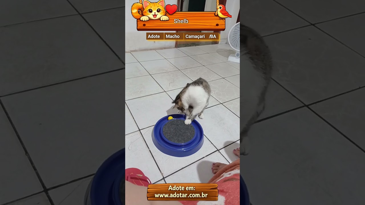 Gato raça SRD-ViraLata idade 1 ano nome Shelb