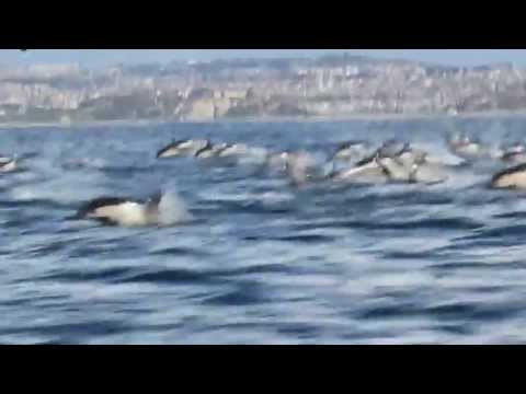 Autumn Wedding song by FreeMartin - Dolphins off Dana Point