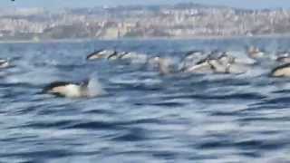 Autumn Wedding song by FreeMartin - Dolphins off Dana Point