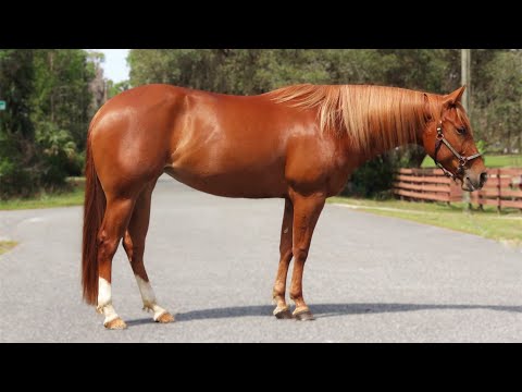 SOLD Dreamin Chicks -2022 Reining/Ranch Mare