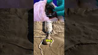 Download lagu that's why they run away #shortvideo mp3