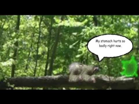 ♪ Masterczulek - Leniwiec