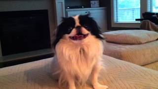 Cookie the Japanese Chin and Walter the Mutt: No Play for You.