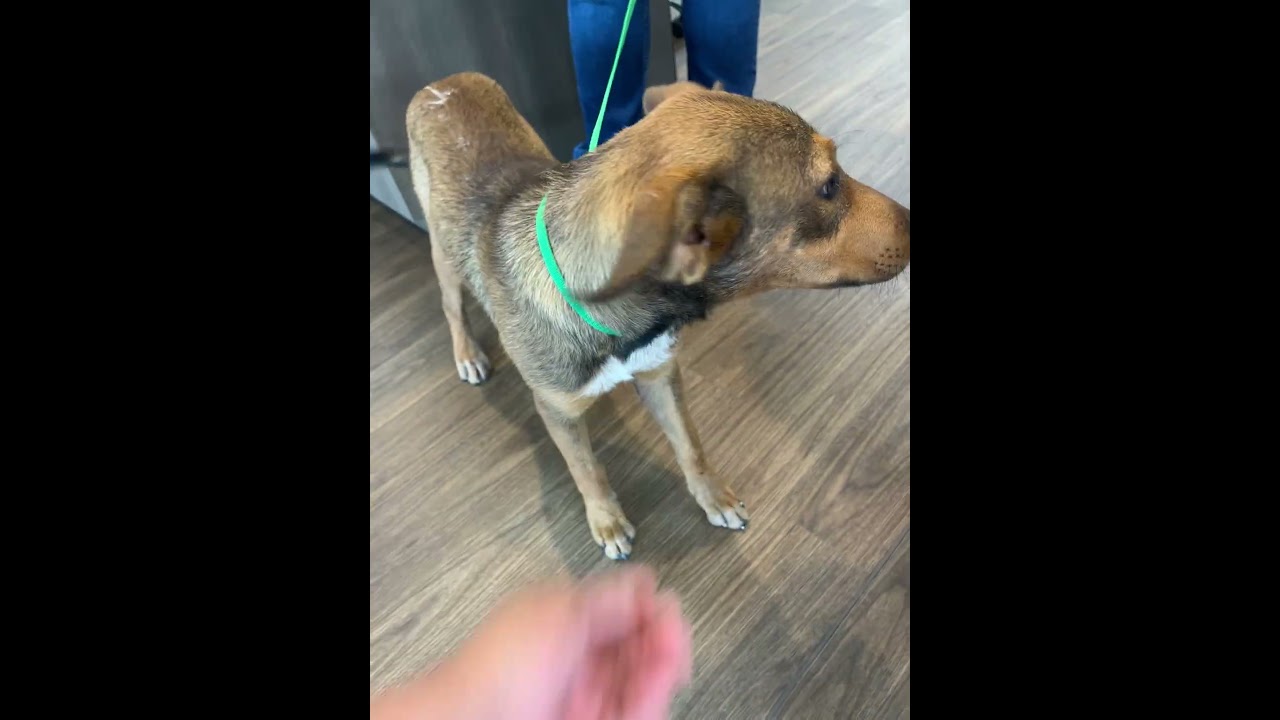 Milo, a ADOPTABLE mixed breed in Sharon, CT video 3/4