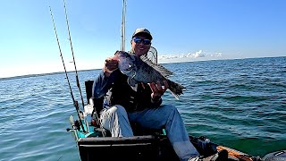 Biggest Black Sea Bass Of The Year