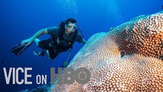 Scientists Are Breeding Super Coral That Can Survive Climate Change