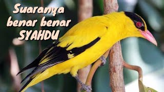 Download lagu KICAU BURUNG || Suara burung KEPODANG MAS di pagi hari yang sangat merdu..!!! mp3