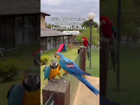 SITIO 4.14 ALQUEIRES (20,18 hectares) UM PARAÍSO DE LUXO EM GOIÁS #agro #sitioavenda