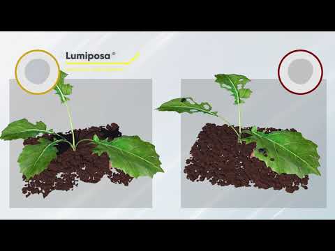 Lumiposa®: Excellent Oil Seed Rape Insect Control