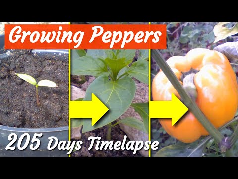 Pepper Plant Timelapse: Growing, Flowering and Ripening: 205 Days