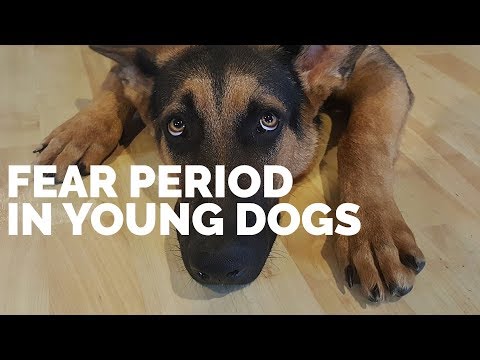My Puppy is SCARED! Here's what to do