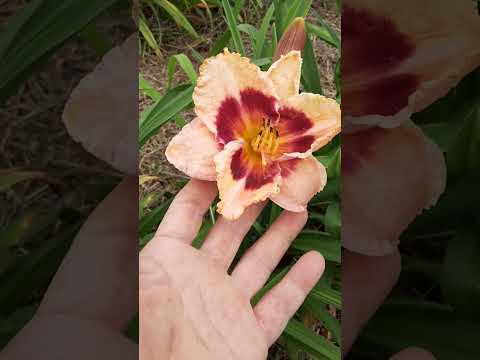 園芸 シトリン ヘメロカリス