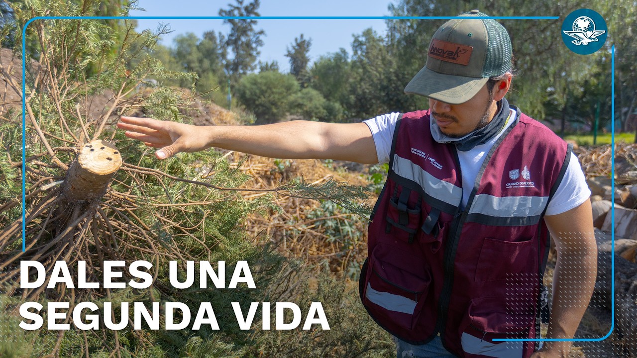 Del arbolito a la composta: reciclaje navideño en CDMX
